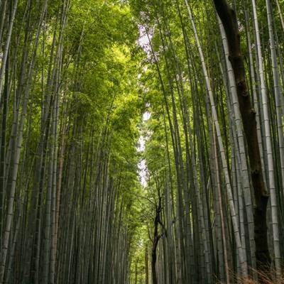 九游冒险大陆手游下载